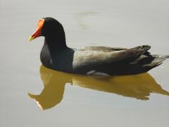 Gallinula galeata