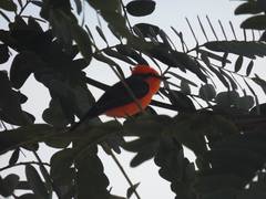 Pyrocephalus rubinus