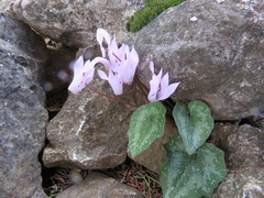 Cyclamen creticum