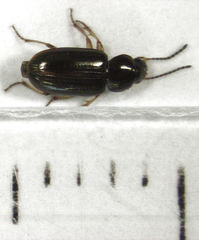 Haplanister crypticus