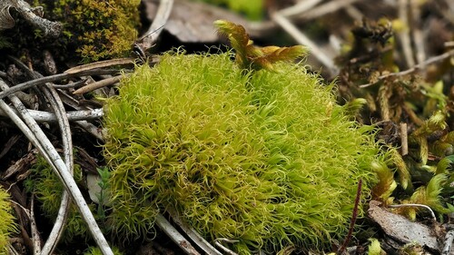 Dicranum muehlenbeckii