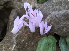 Cyclamen creticum