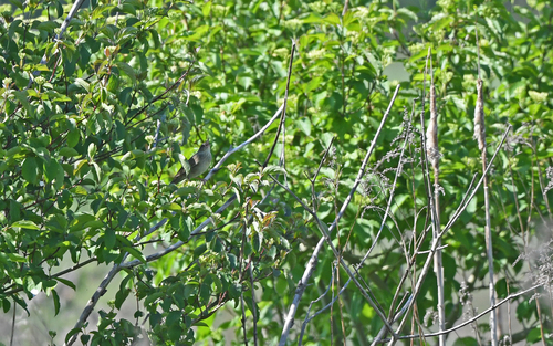 River Warbler (Locustella fluviatilis), photo 8