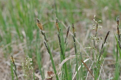 Carex hartmanii