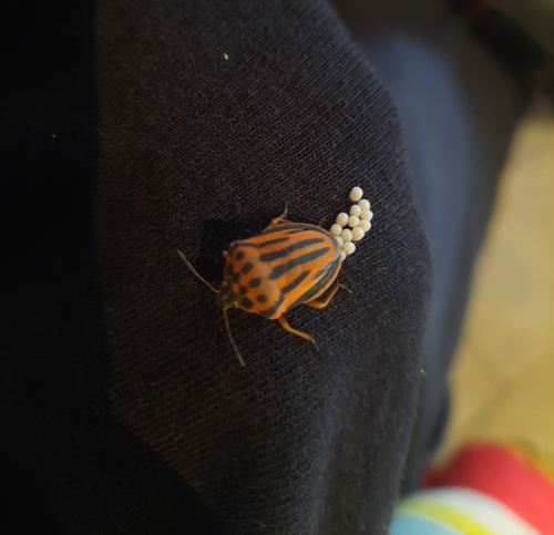 Semipunctated Shield Bug, Italy, photo 9 of 10