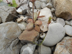 Hypochaeris achyrophorus