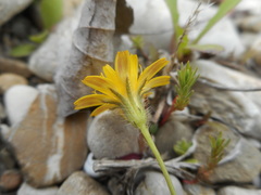Hypochaeris achyrophorus