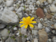 Hypochaeris achyrophorus