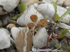 Hypochaeris achyrophorus