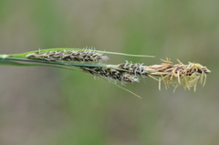 Carex hartmanii