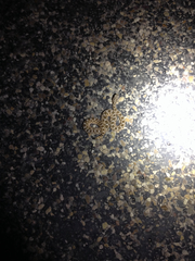 Sistrurus tergeminus