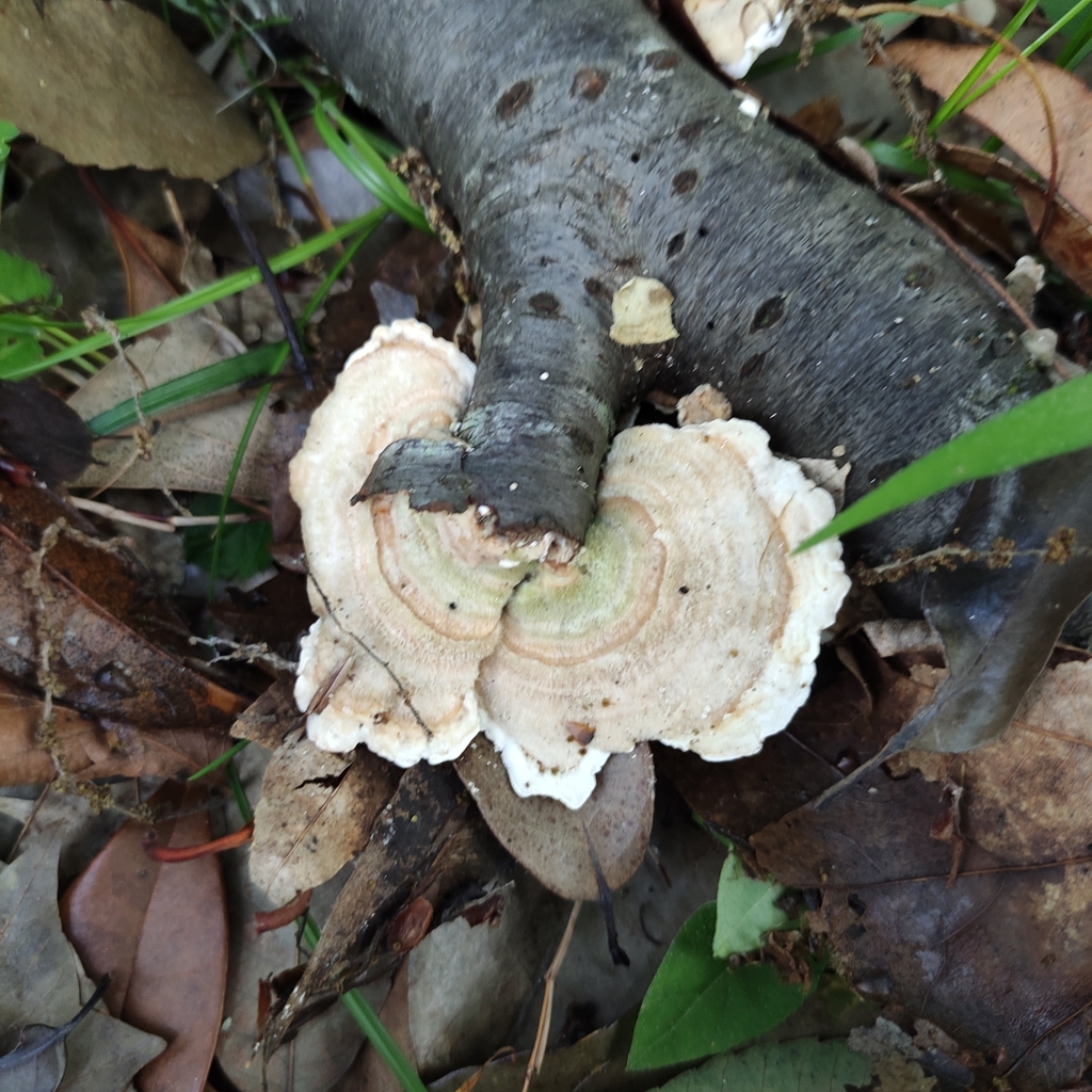 Trametes hirsuta · May 2024 · photo: © jennysaito (iNaturalist, cc-by)