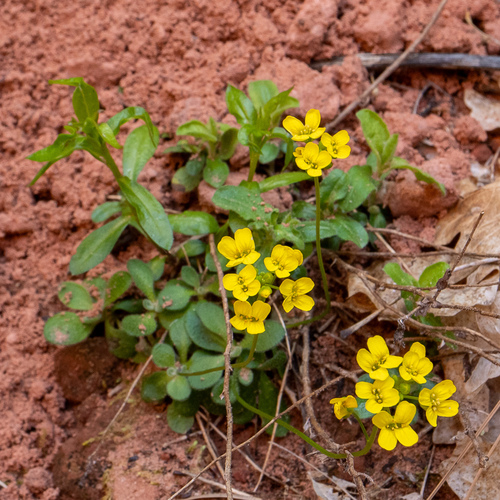 Zion Draba (Draba zionensis)