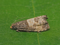 Notocelia cynosbatella