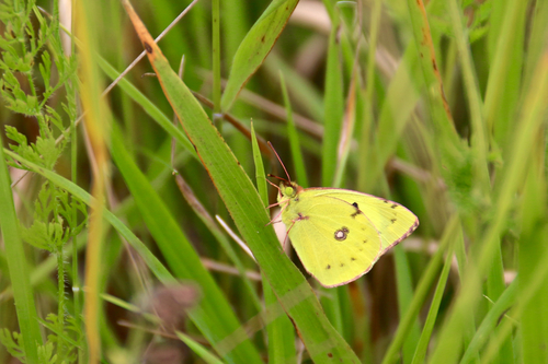 Pale Clouded Yellow