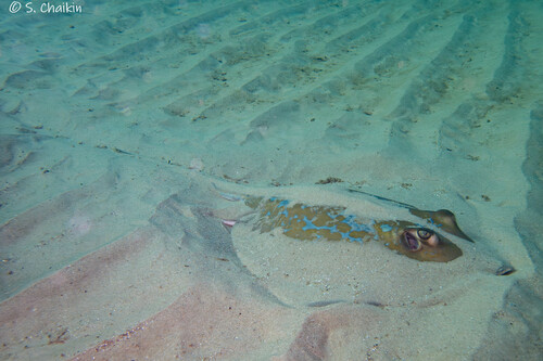 Marbled stingray (Dasyatis marmorata) — Dasyatidae — 4