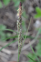 Carex hartmanii