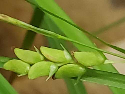 Carex digitalis var. floridana