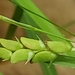 Carex digitalis floridana - Photo 由 Alvin Diamond 所上傳的 (c) Alvin Diamond，保留部份權利CC BY-NC