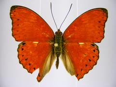 Cymothoe excelsa regisleopoldi