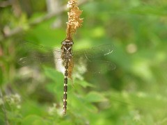 Cordulegaster bilineata