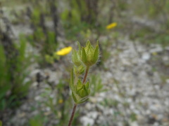 Potentilla pedata
