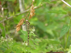 Cordulegaster bilineata