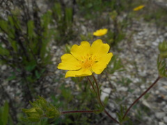 Potentilla pedata