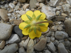 Potentilla pedata