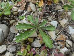 Potentilla pedata
