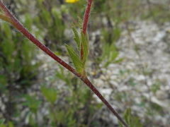 Potentilla pedata