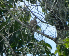 Streptopelia chinensis