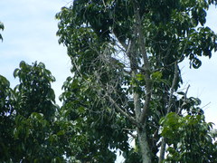 Streptopelia chinensis