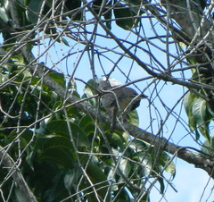 Streptopelia chinensis
