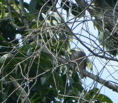 Streptopelia chinensis
