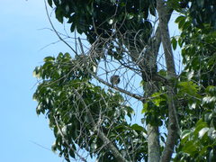 Streptopelia chinensis