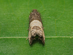 Notocelia cynosbatella