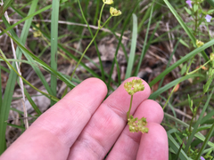 Valerianella radiata