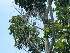 Streptopelia chinensis