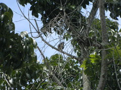 Streptopelia chinensis