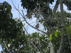 Streptopelia chinensis