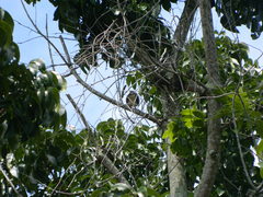 Streptopelia chinensis