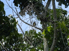 Streptopelia chinensis