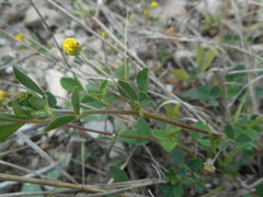 Medicago lupulina