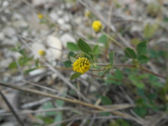 Medicago lupulina