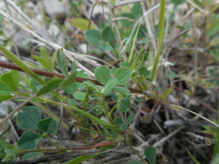Medicago lupulina