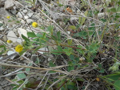 Medicago lupulina