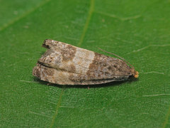 Notocelia cynosbatella