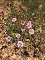 Crepis rubra