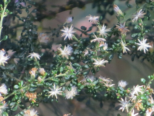 Image of Olearia microphylla by (c) ian_mcallan, some rights reserved (CC BY)